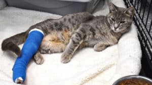 Gato con pata trasera escayolada