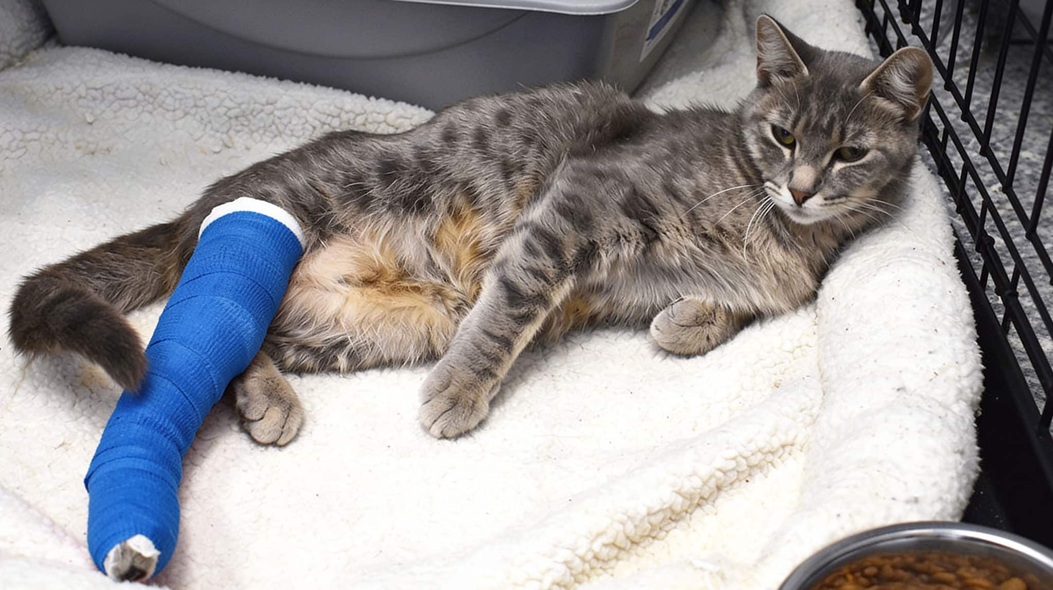 Gato con pata trasera escayolada